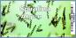 Preview: Spirulina Algen 250 g